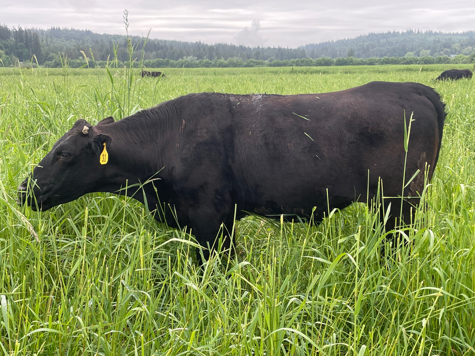 Large Wagyu Steer in tall grass