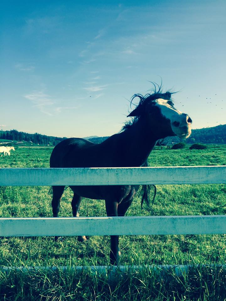 Happy horse